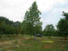 POPLAR.jpg (73941 bytes)