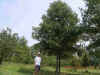 White Swamp Oak.jpg (118385 bytes)