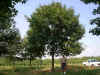 red oakhw.jpg (117752 bytes)